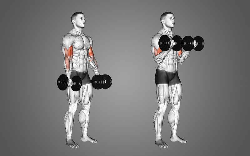 Dumbbell Curl