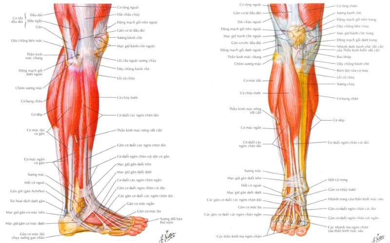 Giải Phẫu Cơ Cẳng Chân