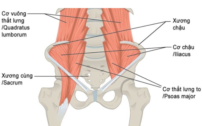Cấu Tạo Của Cơ Thắt Lưng