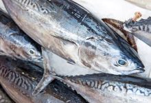 100g cá ngừ bao nhiêu calo