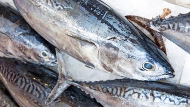 100g cá ngừ bao nhiêu calo