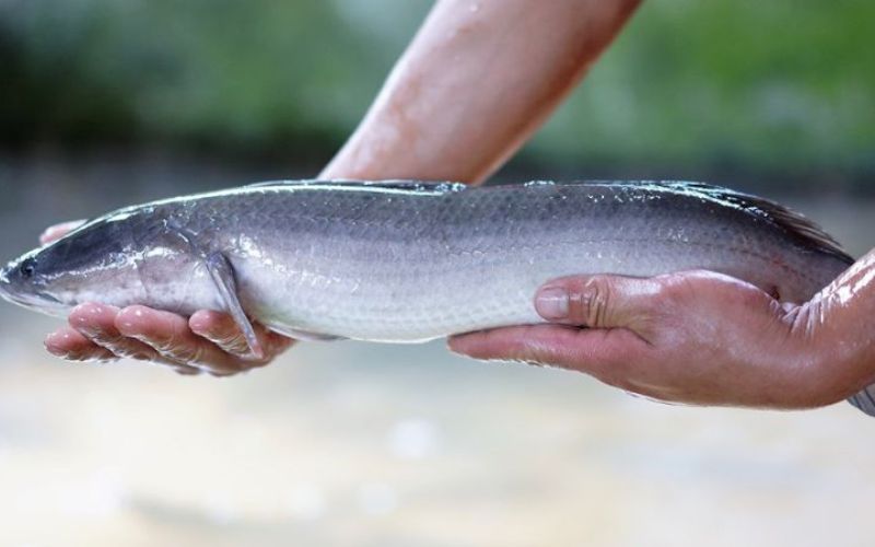 Ai nên ăn cá lóc và ai nên hạn chế