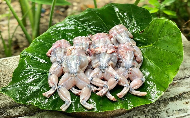 Ăn thịt ếch có béo không?