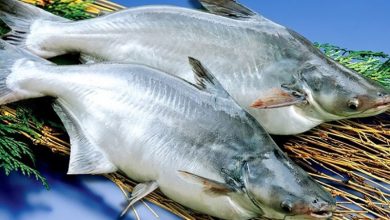 cá basa bao nhiêu calo​