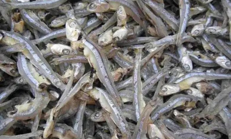 cá cơm bao nhiêu calo