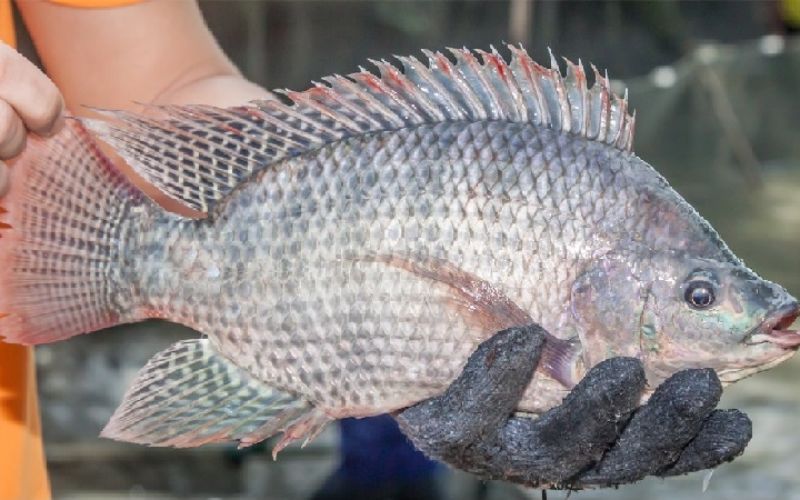 Cá rô phi là gì?