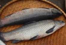 cá trắm bao nhiêu calo