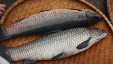 cá trắm bao nhiêu calo