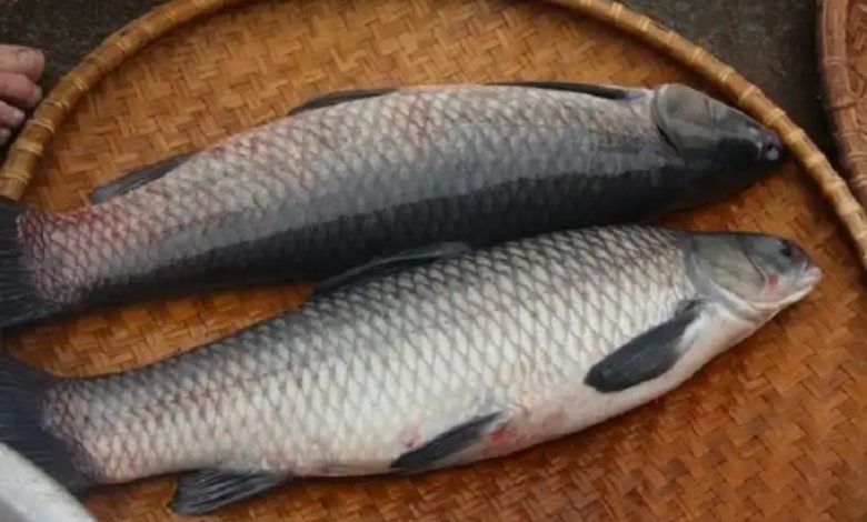 cá trắm bao nhiêu calo