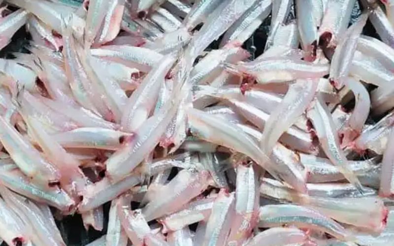 Cá cơm bao nhiêu calo?